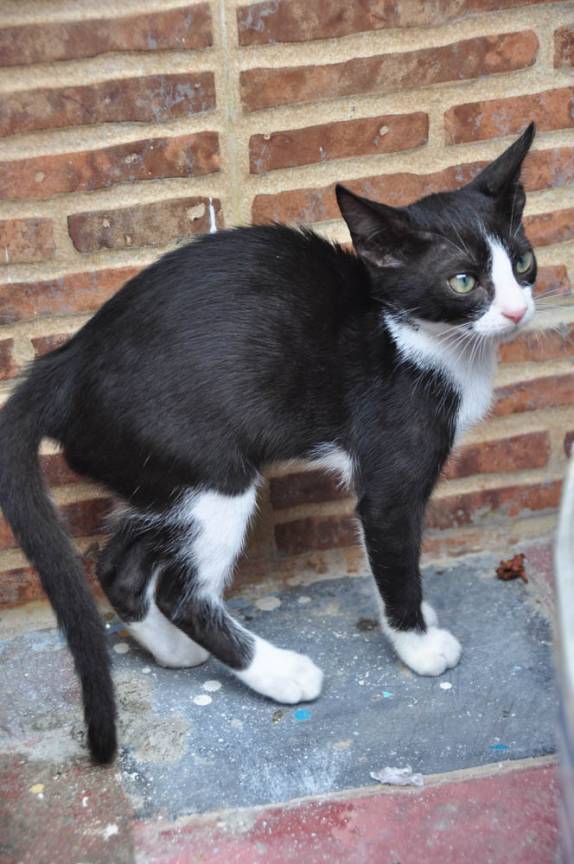 O gatinho do Hostal Mamallena, em Cartagena, na Colômbia